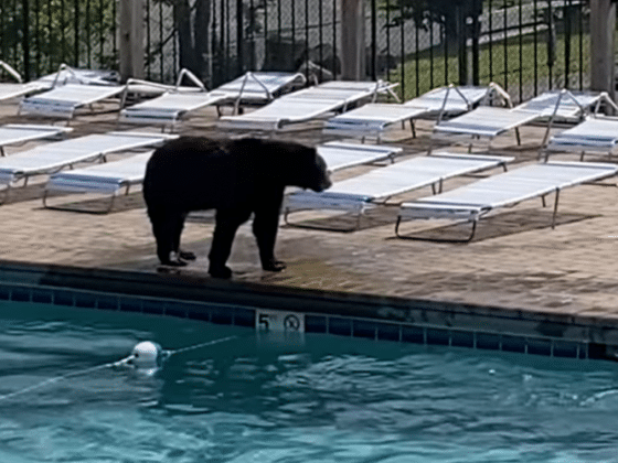 bear pool party