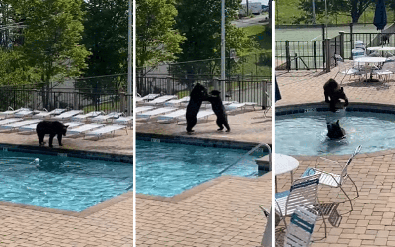 Black bear crashes pool party - YouTube