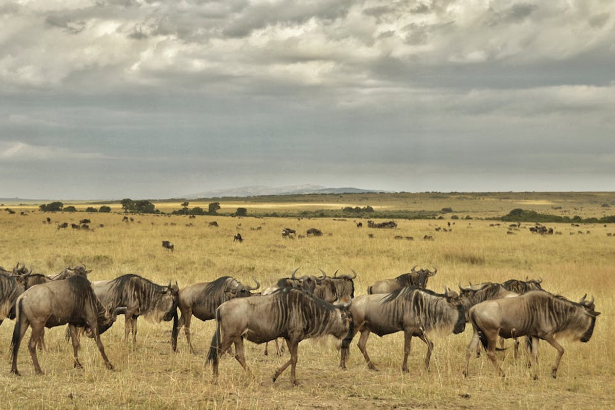 A group of wildebeests in Tanzania.