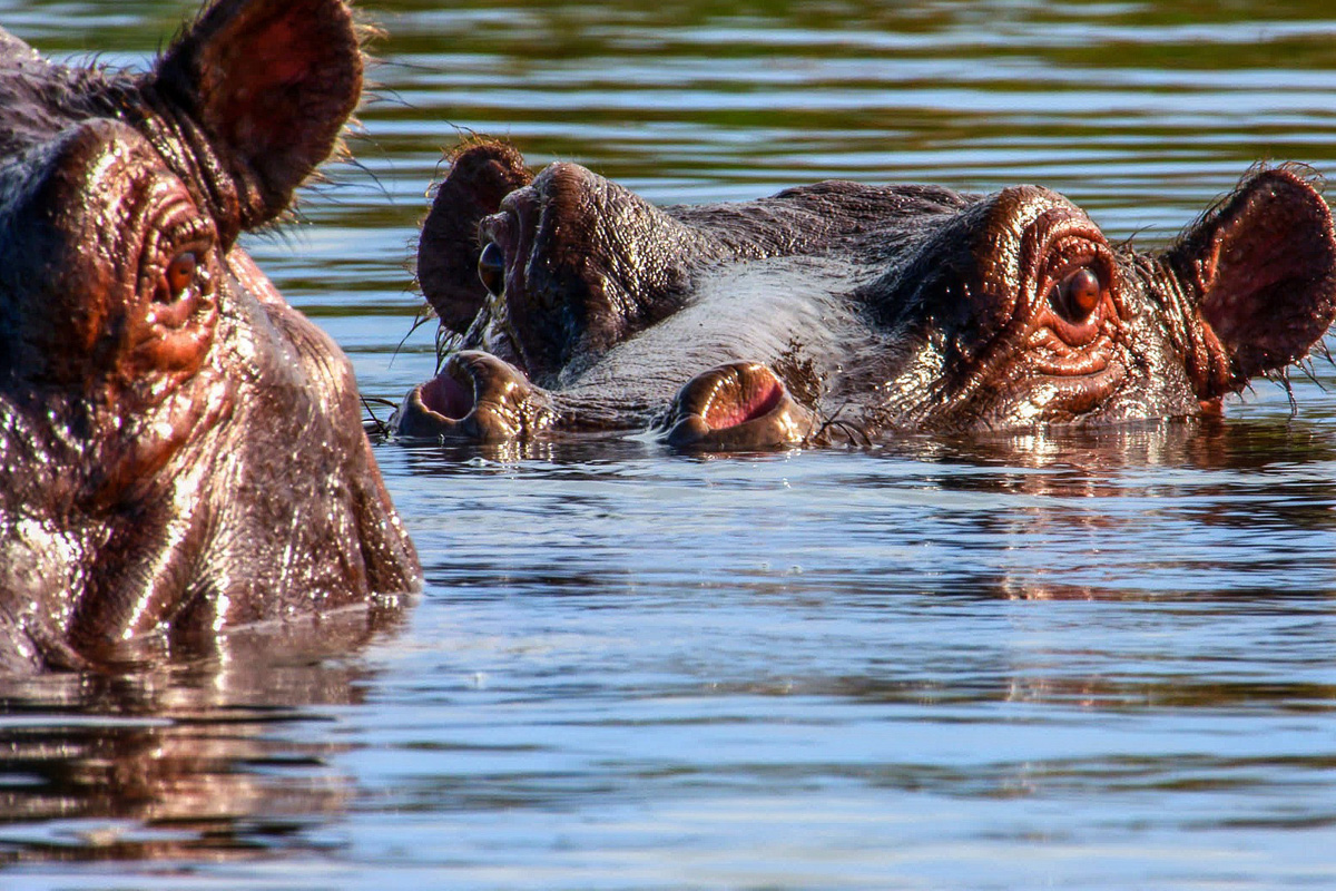 Two hippos basking in the flooded plains of the Okavango Delta.