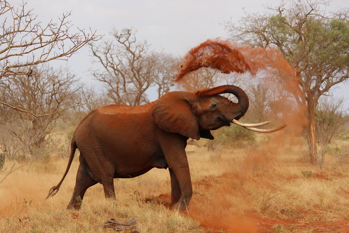 An elephant having a sand bath amongst trees in the savanna.