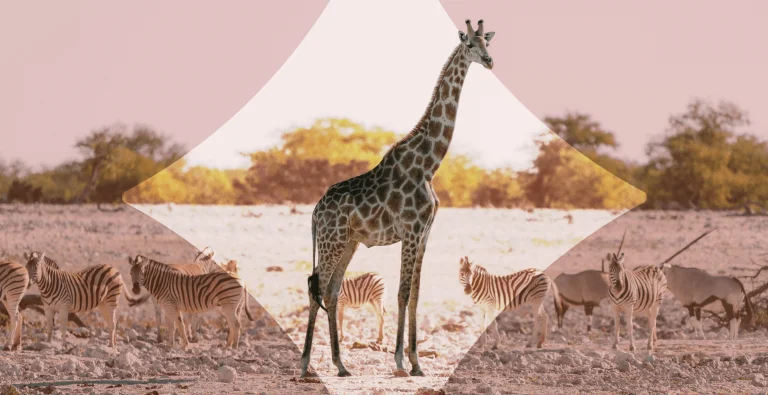 The best countries for safari in 2026 