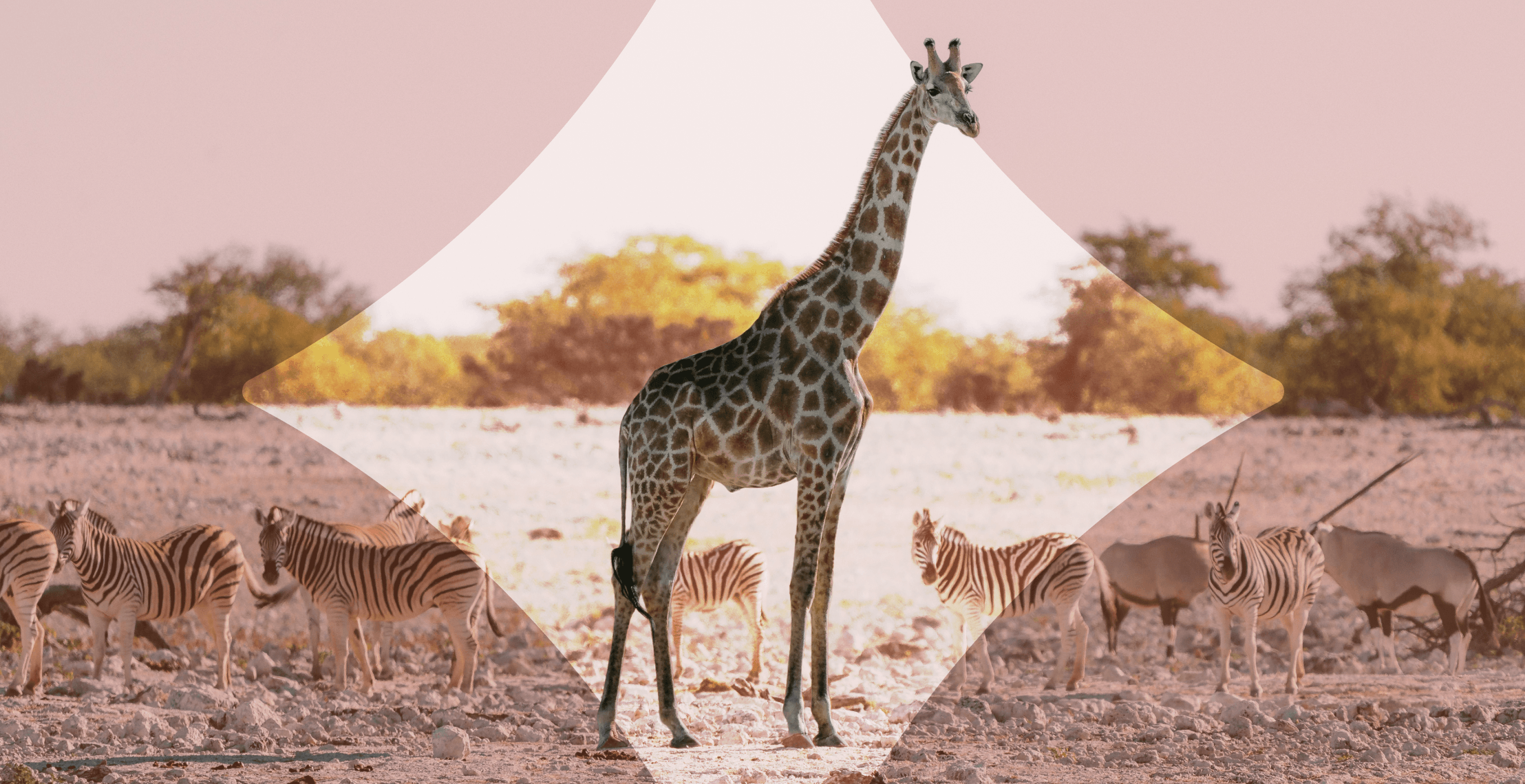 The best countries for safari in 2026 