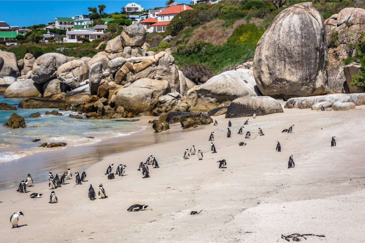 Penguins roaming free in Boulders Beach.